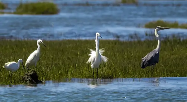 La fauna de la foz exhibe garzas blancas y una garza real gris en un paisaje acuático con vegetación.