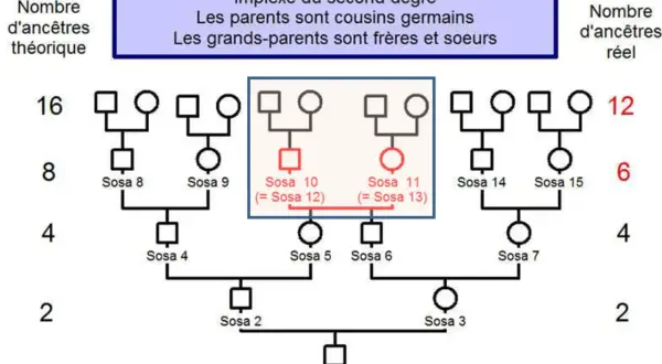 Généalogie montrant un implexe du second degré, où les parents sont cousins germains. L'origine allali est ici représentée par des symboles généalogiques.
