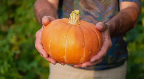 Händer håller en liten, orange pumpa. Den är redo att ge massor av pumpa frö för nästa års skörd.