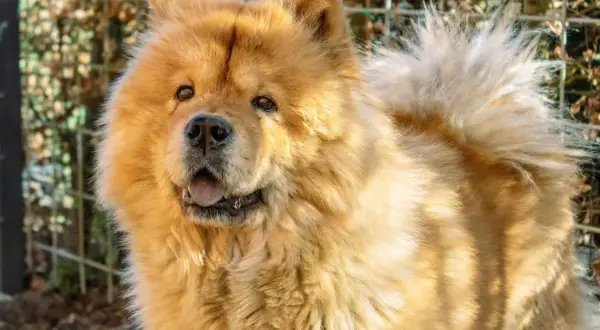 Puszysty, rudy pies rasy Chow Chow, z otwartym pyskiem i wystawionym językiem, wygląda jakby mówił "czał czał pies".