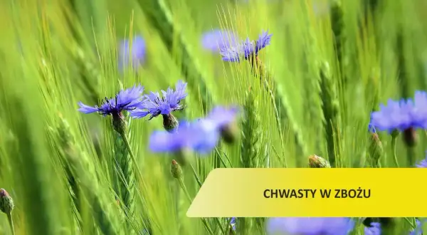 Purpurowy chwast zbożowy: jak go rozpoznać i uniknąć problemów w uprawach