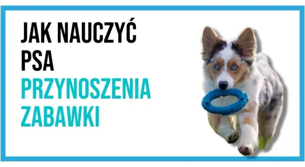 Jak nauczyć psa aportowania? Uroczy piesek z niebieską zabawką w pysku biegnie, gotowy do zabawy.