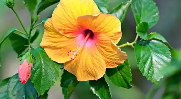 Jak długo kwitnie hibiskus? Odkryj tajemnice jego kwitnienia