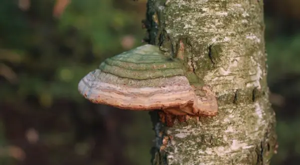 Huba na drzewie, z zielonymi i beżowymi pierścieniami, wyrasta z pnia brzozy.