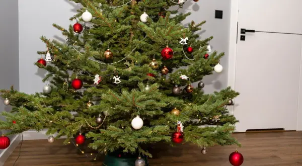 Twoja choinka w doniczce usycha? 7 przyczyn i jak ją uratować!