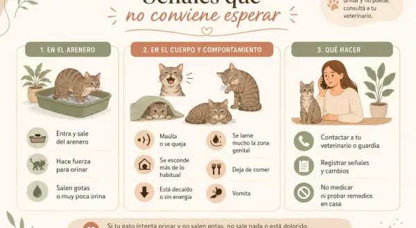 Gato en arenero, maullando, lamiéndose, decaído. Si tu gato intenta orinar y no puede, contacta al veterinario.