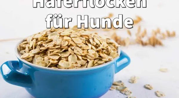 Blaue Schüssel mit Haferflocken für Hunde, roh oder gekocht, als gesunde Beilage.