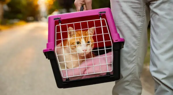 Jak oddać transporter dla kota za darmo? Bezpiecznie i sprawnie!