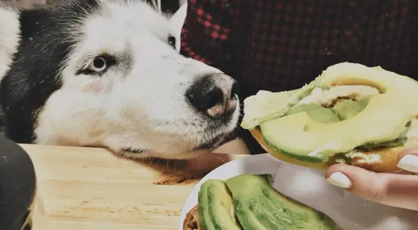 Siberian Husky z zaciekawieniem patrzy na kanapkę z awokado. Czy pies może jeść awokado? To pytanie nurtuje wielu właścicieli czworonogów.