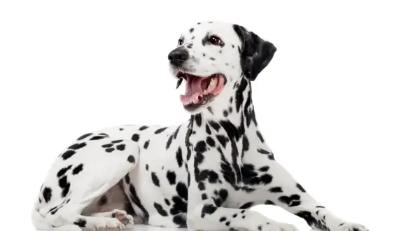 Un adorable dalmatien chien, au pelage tacheté de noir, est allongé sur un fond blanc, la gueule ouverte et le regard vif.