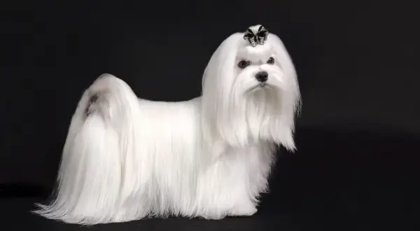 Elegancki maltańczyk z kokardką na głowie. Ile waży taki piesek? Zwykle 3-4 kg.