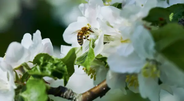 Abeja recolectando néctar de flores blancas, un festín de flores para abejas en primavera.