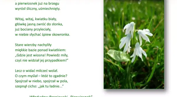 Wiersz o wiośnie Władysława Broniewskiego „Pierwiosnek”. Białe kwiaty przebijają się przez zieloną trawę, symbolizując nadejście wiosny.