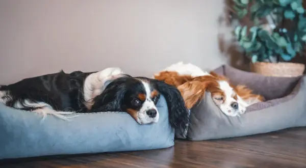 Dwa psy rasy Cavalier King Charles Spaniel odpoczywają na wygodnych legowiskach. Idealne legowisko dla psa to takie, które zapewnia komfort i bezpieczeństwo.