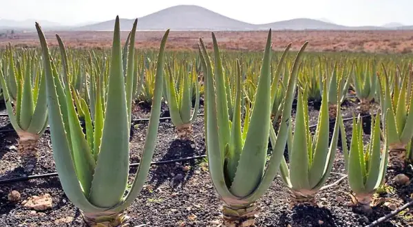 Teneryfa: Co przywieźć? Smaki, aloes i unikalne pamiątki