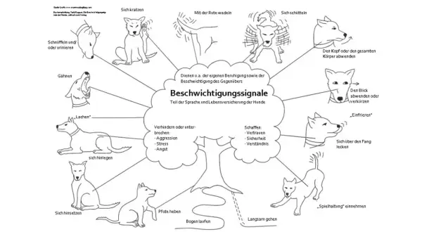 Hunde kommunizieren durch Beschwichtigungssignale wie Gähnen, Schnüffeln oder Sich-Schütteln. Ein cleverer prey hund nutzt diese, um Stress abzubauen.