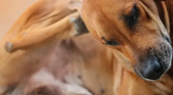 Perro marrón se rasca la oreja, sufriendo por piojos en perros.