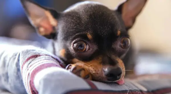 Cómo llora un perro y qué significa su llanto emocional
