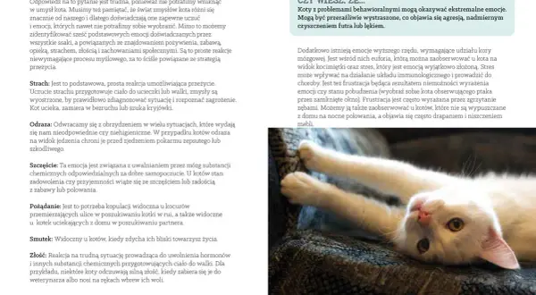Czy Twój kot Cię kocha? Odkryj subtelne sygnały kociej miłości