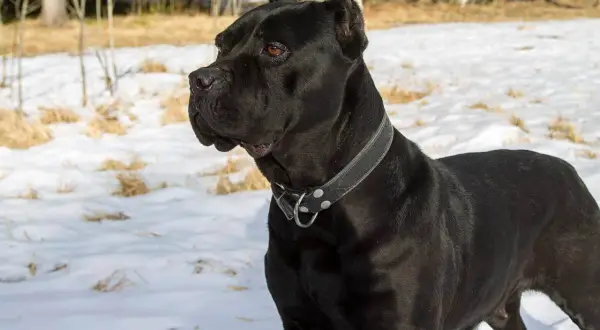 Czarny pies rasy Cane Corso w zimowym krajobrazie. Czy cane corso są groźne? Ten pies wygląda na spokojnego i czujnego.