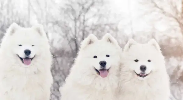 Trzy uśmiechnięte samoyedy w śnieżny dzień. Zastanawiasz się, samoyed ile żyje? Zwykle 12-14 lat.