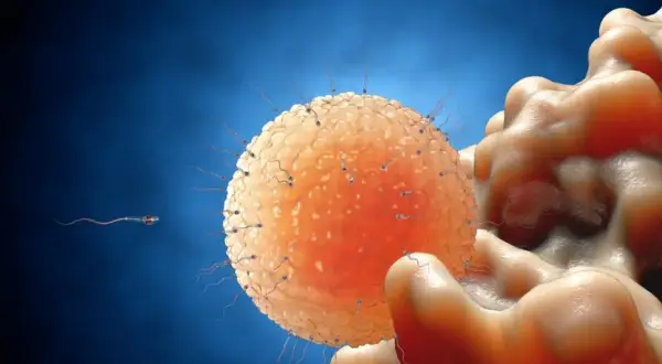 Spermatozoa otaczają komórkę jajową, ilustrując proces zapłodnienia. Czy podczas antykoncepcji jest owulacja? To pytanie kluczowe dla skuteczności metod.
