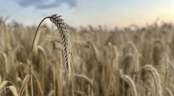 Kłos zboża na pierwszym planie, w tle pole dojrzałego zboża. Taki widok zapowiada, że niedługo będzie można zebrać sto kg zboża.