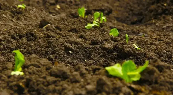 Młode pędy lucerny przebijają się przez wilgotną ziemię. Rozpoczyna się udana lucerna uprawa, obiecując obfite plony.