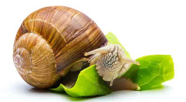 Una lumaca con la sua conchiglia marrone si sta nutrendo di foglie verdi. Questo ci mostra cosa mangiano le lumache: vegetazione fresca.