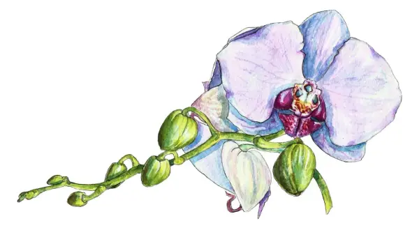 Delikatna akwarela przedstawia kwitnącą orchideę z pąkami. Orchidea znaczenie: piękno, miłość, siła.