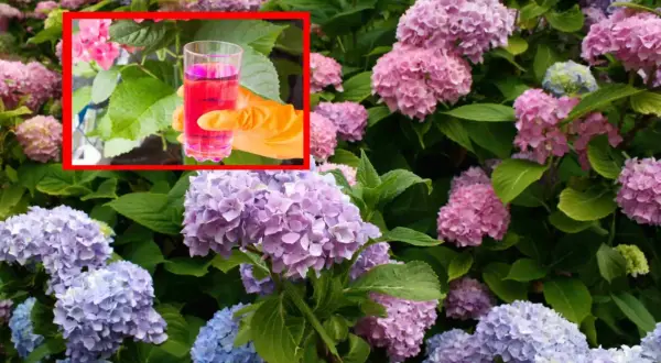 Ręka w pomarańczowej rękawiczce trzyma szklankę z różowym płynem, sugerując, kiedy nawozić hortensje, aby uzyskać piękne kwiaty.