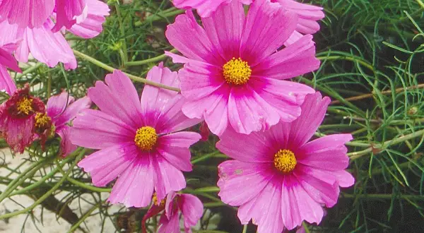 Fleurs de cosmos roses éclatantes, leurs cœurs jaunes contrastant avec le feuillage vert. Une pensée sur que faire des cosmos en hiver.