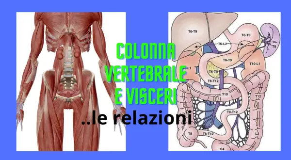 Anatomia: muscoli della colonna vertebrale e organi interni, con indicazioni sulle relazioni tra vertebre e visceri.