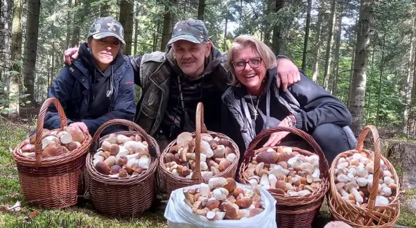 Gdzie na grzyby w Świętokrzyskiem? Twój przewodnik po najlepszych miejscach