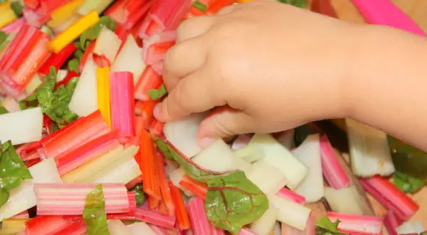 Kleine Hand greift nach bunter mangold baby Mischung. Bunte Stiele und Blätter liegen bereit zum Kochen.