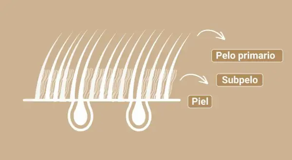 Ilustración de la piel y el pelaje de un perro, mostrando el pelo primario, subpelo y la piel.