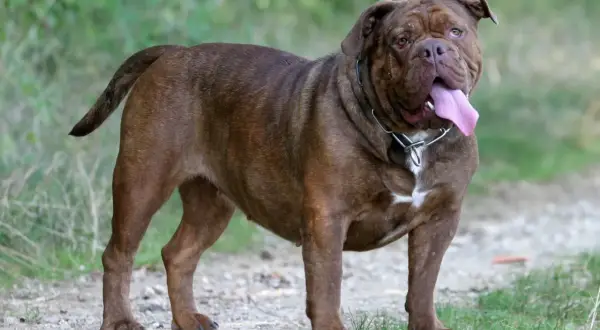 Ein kräftiger, brauner Old English Bulldog steht auf einem Feldweg, die Zunge weit herausgestreckt.