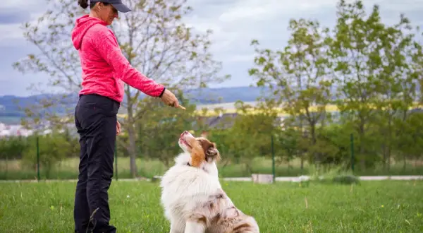 Frau trainiert ihren Australian Shepherd im Freien. Der Hund sitzt aufmerksam und wartet auf ein Leckerli.