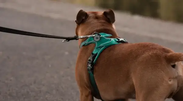 Perro marrón con un arnés turquesa y correa negra, listo para un paseo.