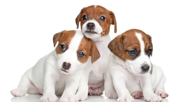 Jak wytresować jack russell terrier, aby uniknąć problemów behawioralnych
