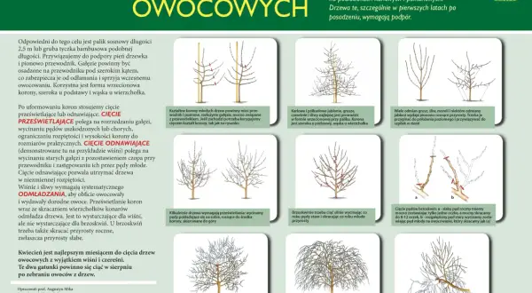 Ilustracje pokazują formowanie drzewek owocowych, różne techniki cięcia i przycinania gałęzi, aby uzyskać pożądany kształt korony.
