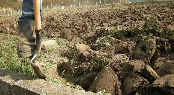 Osoba w gumowcach kopie łopatą zaoraną ziemię.