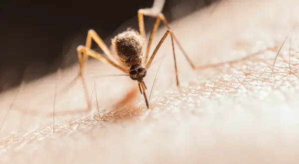 Perfumy a komary: Czy Twój zapach wabi, czy odstrasza?