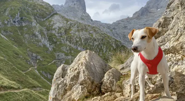 Un perro con arnés rojo posa en las rocas de los Picos de Europa, con senderos serpenteantes y picos imponentes al fondo.