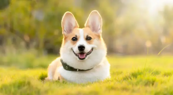 Uśmiechnięty piesek rasy corgi, jakby był pies królowej Elżbiety, leży na trawie w promieniach słońca.