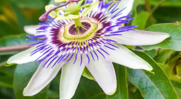 Passiflora właściwości: niezwykły kwiat o fioletowo-białych płatkach i purpurowych nitkach, symbolizujący spokój i relaks.