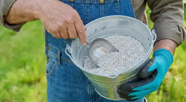Ogrodnik w ogrodniczkach nabiera łopatką białe granulki wapna magnezowego z metalowego wiadra.