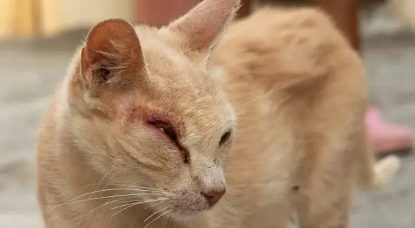 A mi gato se le hincha la cara: causas y qué hacer para ayudar