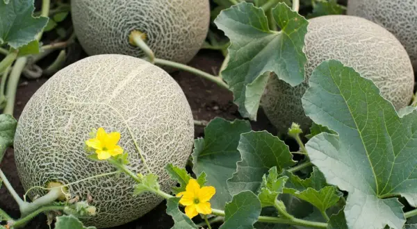 Reife Cantaloupe-Melonen wachsen im Garten. Keine Sorge, Melonen selber ziehen ist nicht giftig, sondern lecker!