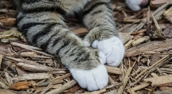 Łapki pręgowanego kota, który jest polydactyl, leżą na drewnianej ściółce.